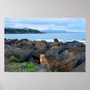 Poster Orange Tabby Cat, Kauai, Havaí