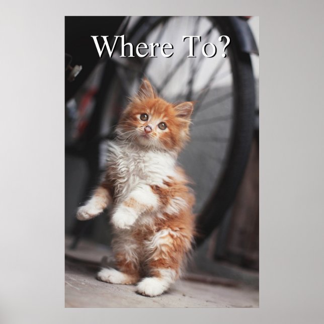 Poster Orange Tabby Kitten (Frente)