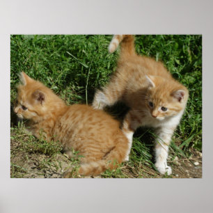 Póster Orange Tabby Siblings