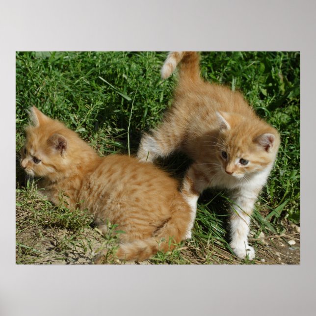 Póster Orange Tabby Siblings (Frente)
