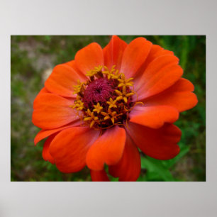 Póster Orange Zinnia Wildflower Nature Floral