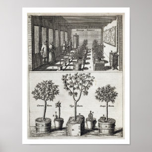 Póster Orangery, de "De Nederlandze Hesperides" daqui at