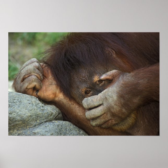 Póster Orangotango-de-sumatra, Pongo pygmaeus (Frente)