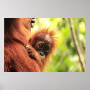 Póster Orangotango de Sumatran do bebê