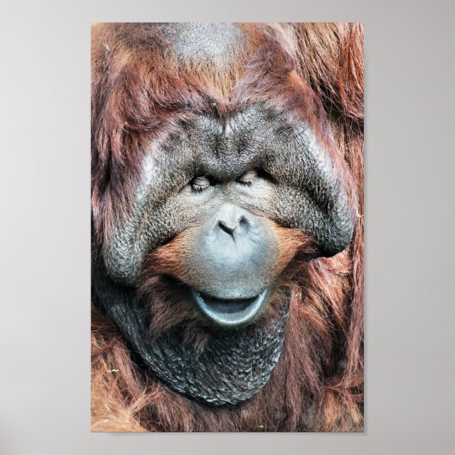 PÓSTER ORANGUTAN (Frente)