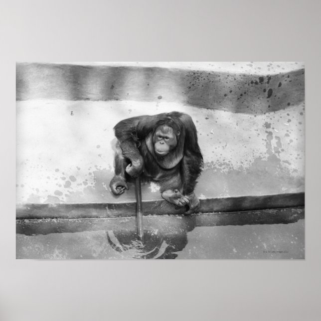 Póster Orangutan (Frente)