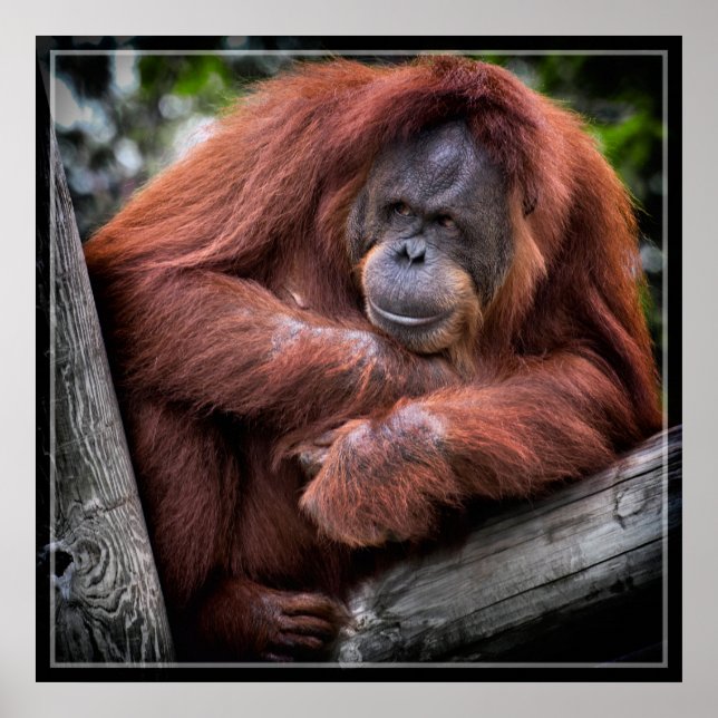 Póster Orangutan (Frente)