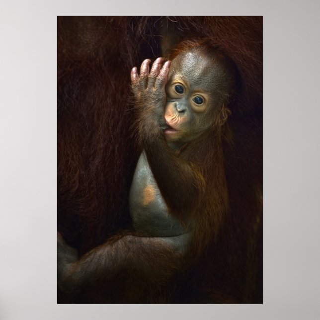 Poster Orangutan (Frente)