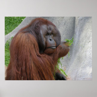 Póster Orangutan