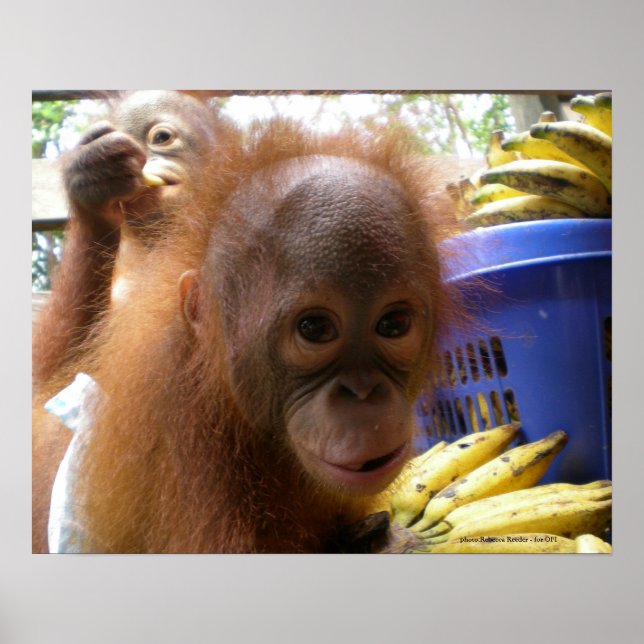 Poster Orangutan Baby (Frente)