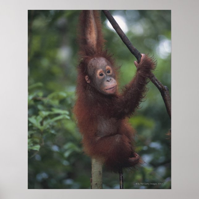 Poster Orangutan Baby Escalbing Liana (Frente)