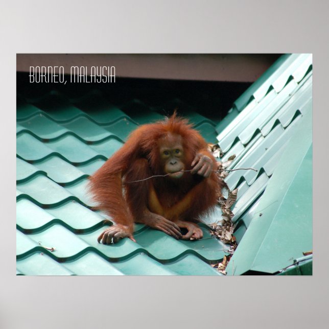 Poster Orangutan Bonito na selva de Sabah Borneo (Frente)