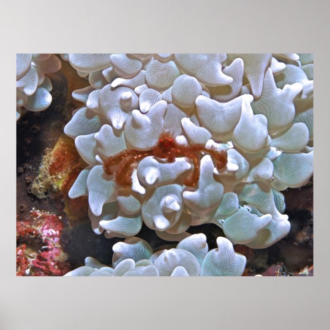 Poster Orangutan Crab (Frente)