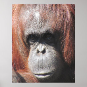 Póster Orangutan Eyes