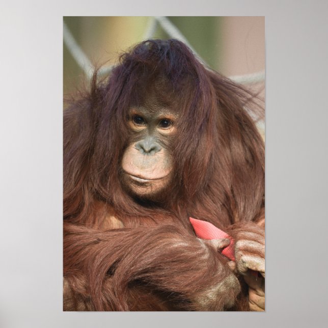 Poster Orangutan Kayan (Frente)