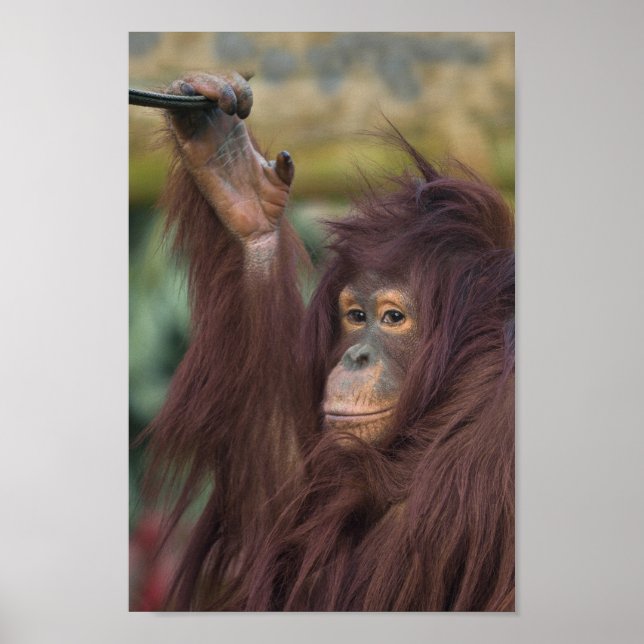 Poster Orangutan Kayan (Frente)