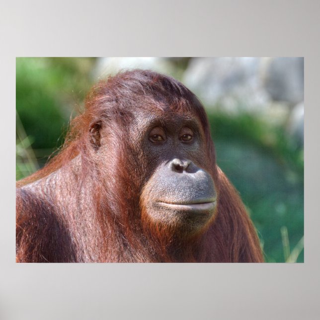 Póster Orangutan Lady (Frente)