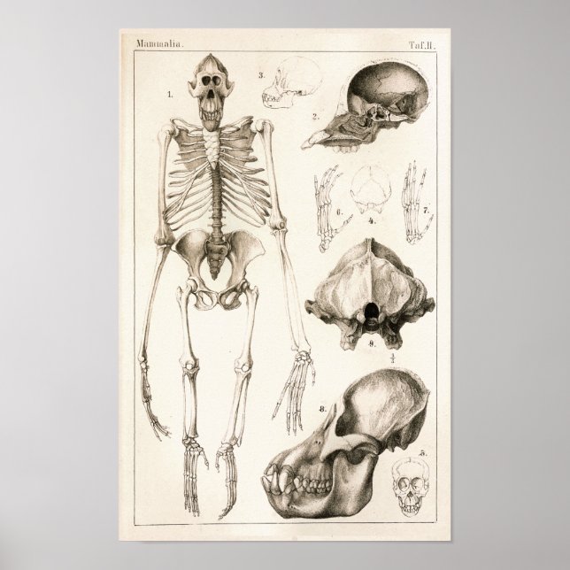 Poster Orangutan Skeleton Skull Anatomia Veterinária Impr (Frente)