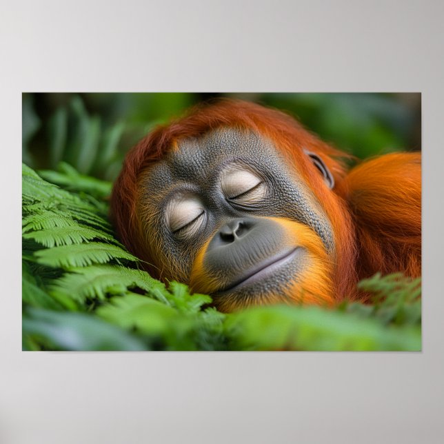 Poster Orangutan Wild Animal Relaxing Portrait  (Frente)