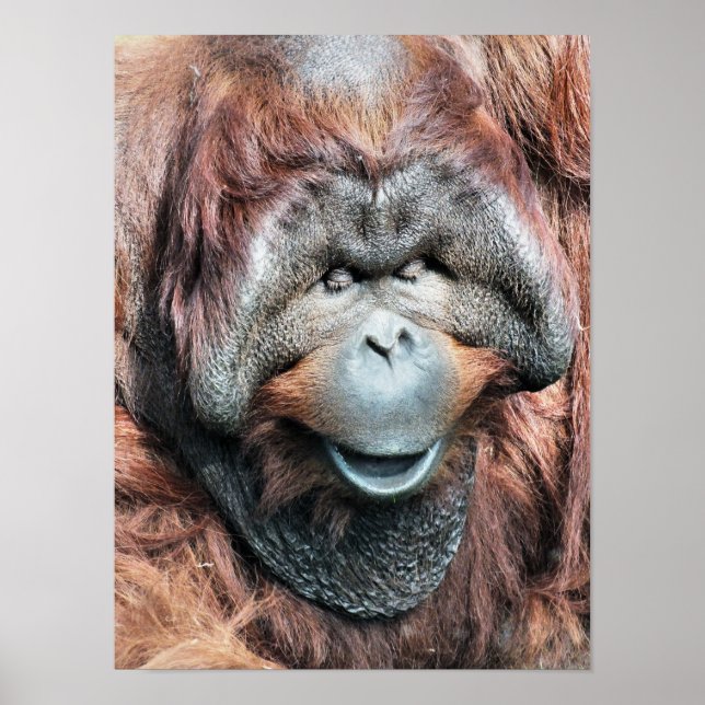 POSTER ORANGUTANO (Frente)