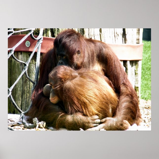 PÓSTER ORANGUTANOS (Frente)