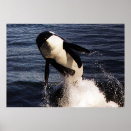 Póster Orca