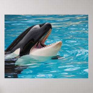 Poster Orca, Baleia Assassina