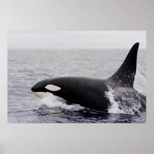 Poster Orca, baleia assassina, respirando