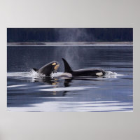 Orca | Baleias Assassinas A Quebrar