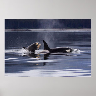 Poster Orca   Baleias Assassinas A Quebrar