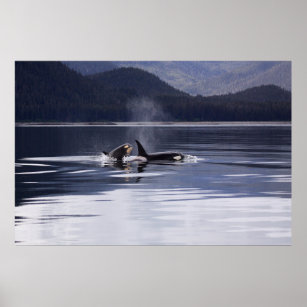 Poster Orca   Baleias Assassinas A Quebrar