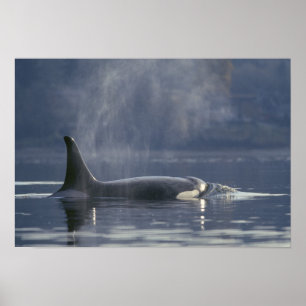 Póster Orca fêmea adulta (Orcinus Orca), Puget