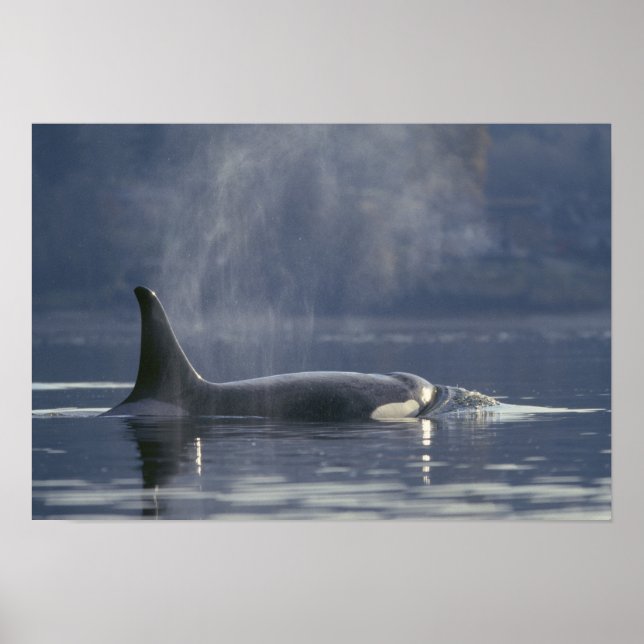 Póster Orca fêmea adulta (Orcinus Orca), Puget (Frente)