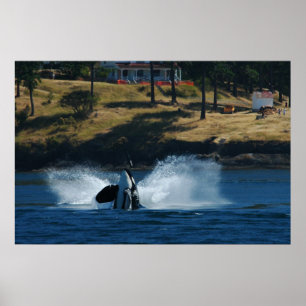 Poster Orca nas ilhas de San Juan