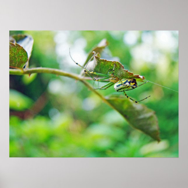 Poster Orchard Orbweaver Spider - Leucauge venusta (Frente)