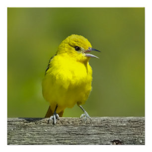 Póster Orchard Oriole - Fotografia original