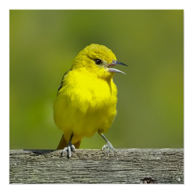 Póster Orchard Oriole - Fotografia original (Frente)