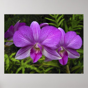 POSTER ORCHID DE PURPLE HAWAIIANO