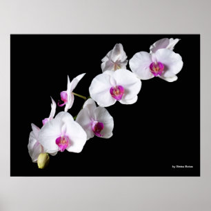 Póster Orchid-flowers, by Sinisa Botas