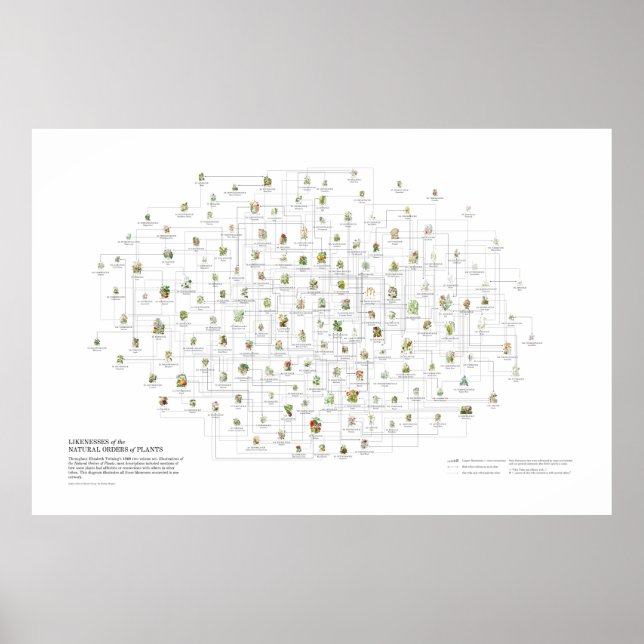 Poster Ordens Naturais das Plantas - Probabilidades (Frente)