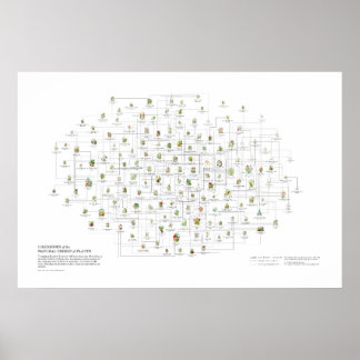 Poster Ordens Naturais das Plantas - Semelhanças