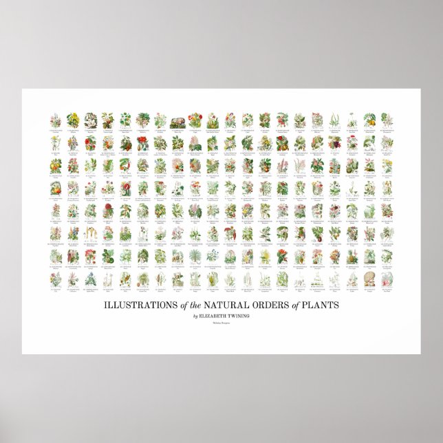 Poster Ordens Naturais das Plantas - Todas as Ilustrações (Frente)