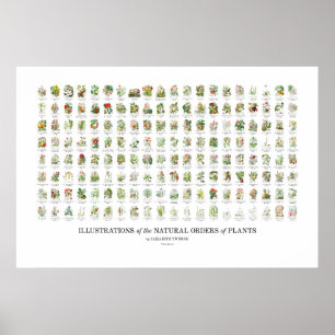 Poster Ordens Naturais de Plantas - Todas as Ilustraçõe