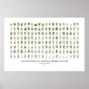 Poster Ordens Naturais de Plantas - Todas as Ilustraçõe