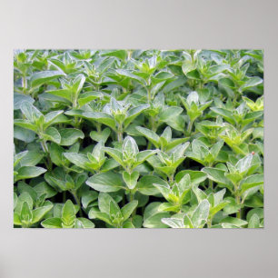 Póster Oregano perfumado