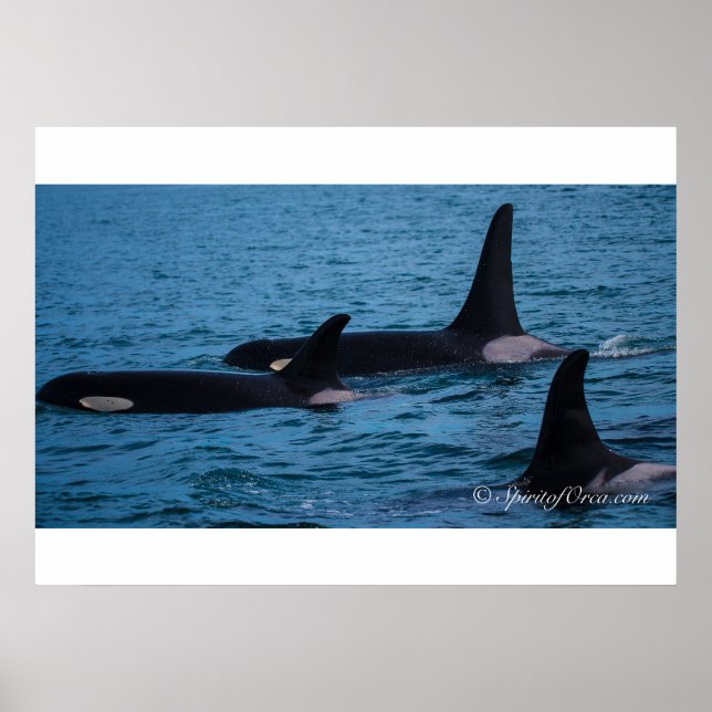 Póster Oreo, Cookie e DoubleStuf (Frente)