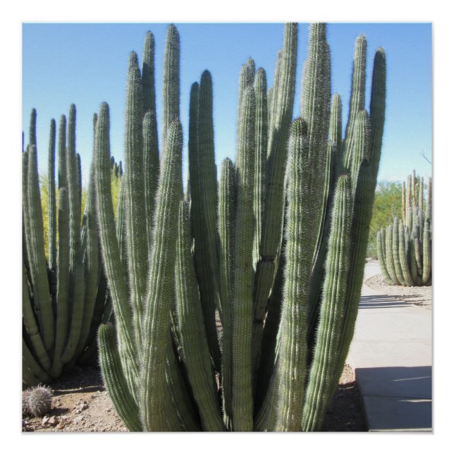 Póster Organ Pipe Cactus (Frente)