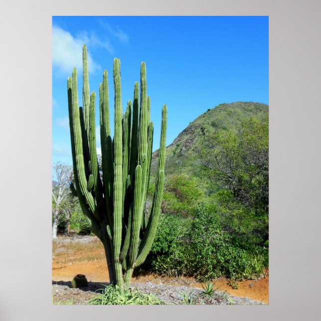 Póster Organ Pipe Cactus (Frente)