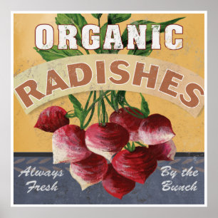 Poster orgânico dos rabanetes