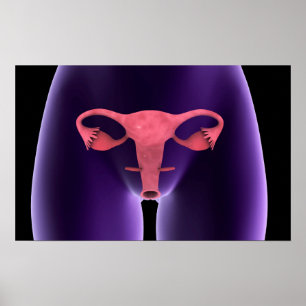 Poster Órgão Reprodutivo Feminino, X-Ray View 1